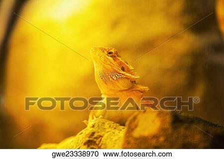 Stock Image - Close-up of a chameleon on a rock (Chamaeloninae). Fotosearch