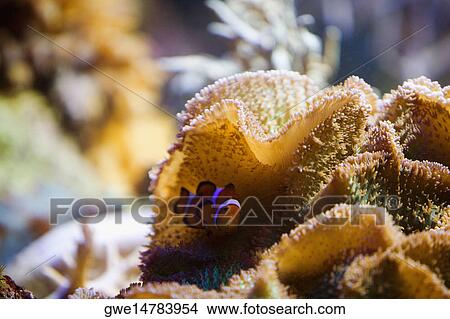 Close-up of a Clown fish and coral underwater View Large Photo Image Picture - Close-up of a Clown fish and coral underwater. Fotosearch