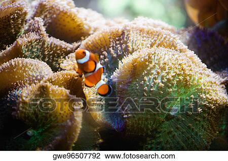 Close-up of a Clown fish and coral underwater View Large Photo Image Stock Image - Close-up of a Clown fish and coral underwater. Fotosearch