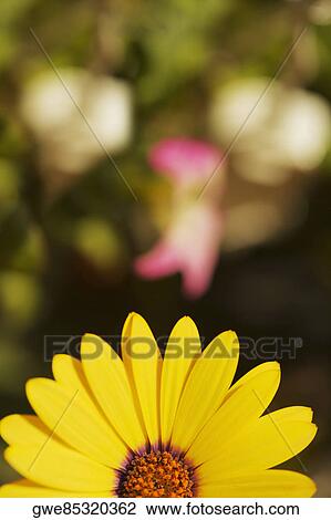 Close-up of a daisy flower View Large Photo Image Stock Image - Close-up of a daisy flower. Fotosearch