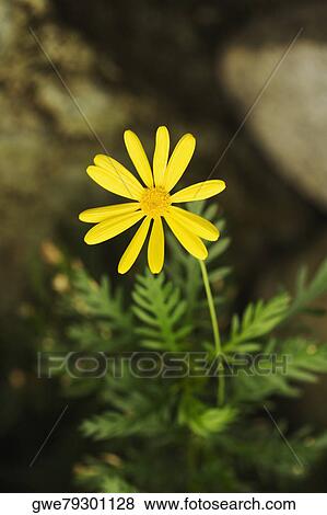 Close-up of a daisy flower View Large Photo Image Stock Photo - Close-up of a daisy flower. Fotosearch