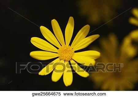 Close-up of a daisy flower View Large Photo Image Stock Photography - Close-up of a daisy flower. Fotosearch