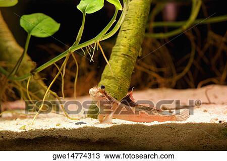 Close-up of a fish underwater View Large Photo Image Stock Image - Close-up of a fish underwater. Fotosearch
