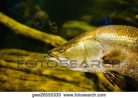 Close-up of a fish underwater View Large Photo Image Stock Image - Close-up of a fish underwater. Fotosearch