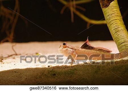 Stock Photograph - Close-up of a fish underwater. Fotosearch