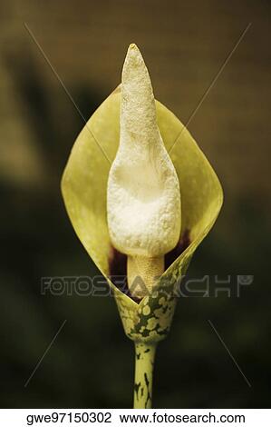 Close-up of a flower bulb View Large Photo Image Stock Image - Close-up of a flower bulb. Fotosearch