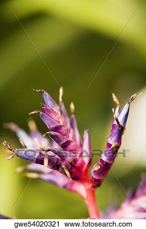 Close-up of a flower View Large Photo Image Stock Image - Close-up of a flower. Fotosearch