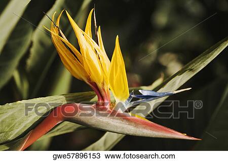 Stock Image - Close-up of a flower. Fotosearch