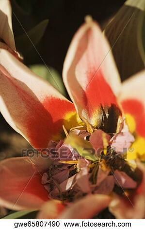 Close-up of a flower View Large Photo Image Stock Image - Close-up of a flower. Fotosearch