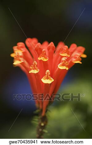 Close-up of a flower View Large Photo Image Stock Image - Close-up of a flower. Fotosearch