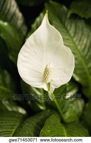 Close-up of a flower View Large Photo Image Stock Image - Close-up of a flower. Fotosearch