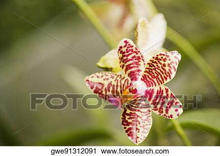 Close-up of a flower View Large Photo Image Stock Image - Close-up of a flower. Fotosearch