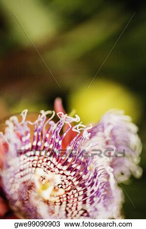 Close-up of a flower View Large Photo Image Stock Image - Close-up of a flower. Fotosearch