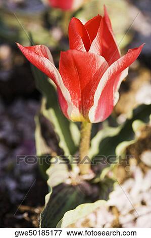 Close-up of a flower View Large Photo Image Stock Photo - Close-up of a flower. Fotosearch