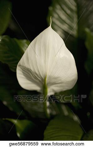 Close-up of a flower View Large Photo Image Stock Photo - Close-up of a flower. Fotosearch