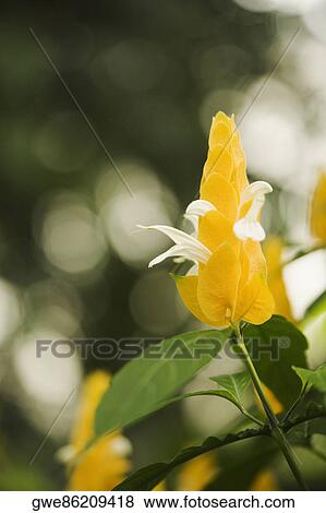 Close-up of a flower View Large Photo Image Stock Photo - Close-up of a flower. Fotosearch