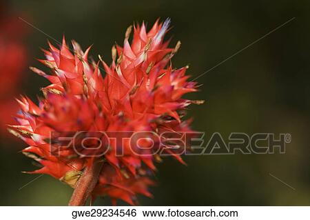 Stock Photograph - Close-up of a flower. Fotosearch