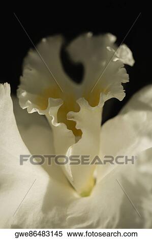 Close-up of a flower View Large Photo Image Stock Photography - Close-up of a flower. Fotosearch