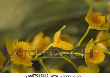 Close-up of a flowers blossoming on a branch View Large Photo Image Stock Photography - Close-up of a flowers blossoming on a branch. Fotosearch