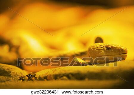 Close-up of a lizard View Large Photo Image Stock Image - Close-up of a lizard. Fotosearch