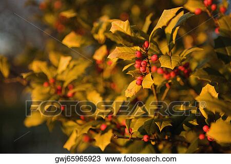 Close-up of a mistletoe plant, Washington DC, USA View Large Photo Image Stock Image - Close-up of a mistletoe plant, Washington DC, USA. Fotosearch