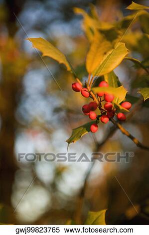 Stock Photography - Close-up of a mistletoe plant, Washington DC, USA. Fotosearch