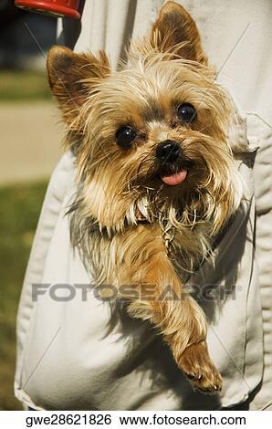 Close-up of a puppy in a pocket View Large Photo Image Stock Photograph - Close-up of a puppy in a pocket. Fotosearch