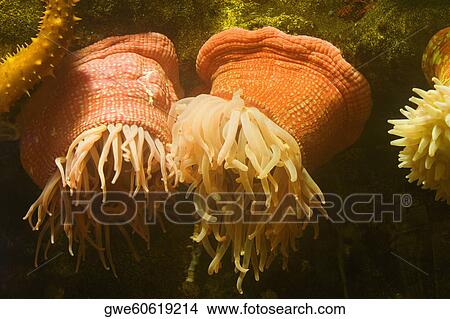 Close-up of a sea anemone underwater View Large Photo Image Picture - Close-up of a sea anemone underwater. Fotosearch