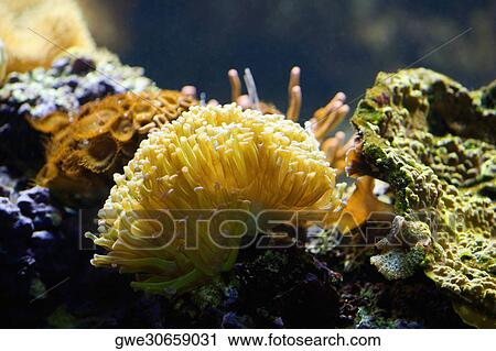 Stock Image - Close-up of a sea anemone underwater. Fotosearch