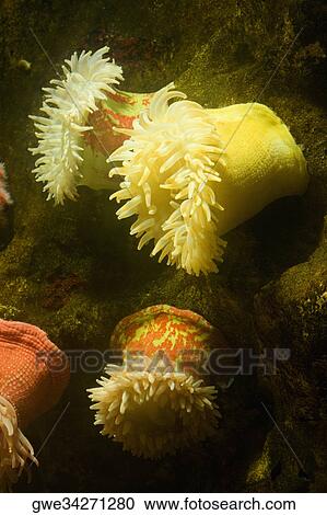Stock Image - Close-up of a sea anemone underwater. Fotosearch