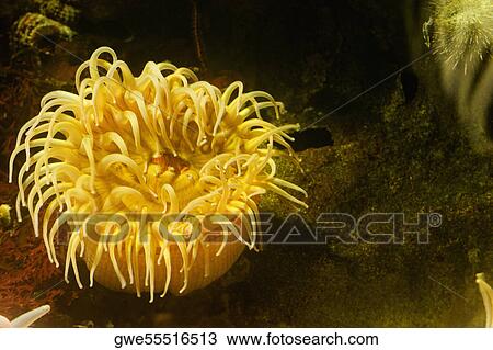 Stock Image - Close-up of a sea anemone underwater. Fotosearch