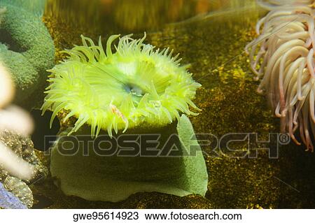 Stock Image - Close-up of a sea anemone underwater. Fotosearch