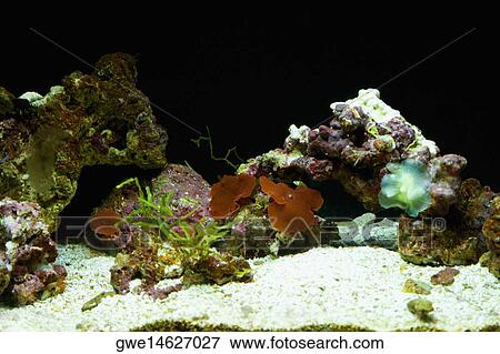 Stock Photo - Close-up of a sea anemone underwater. Fotosearch