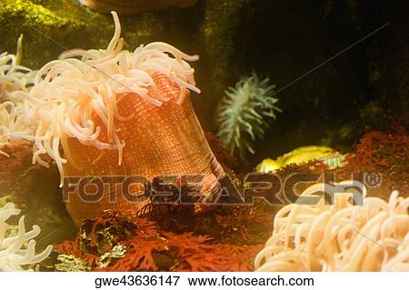 Stock Photo - Close-up of a sea anemone underwater. Fotosearch