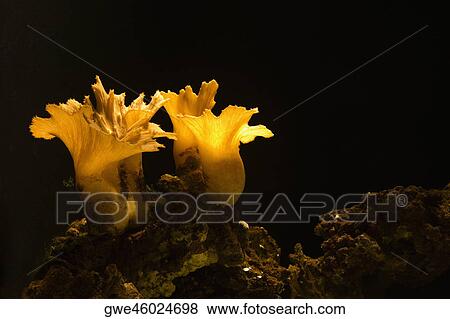 Stock Photo - Close-up of a sea anemone underwater. Fotosearch