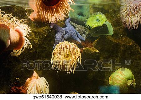 Close-up of a sea anemone underwater View Large Photo Image Stock Photo - Close-up of a sea anemone underwater. Fotosearch