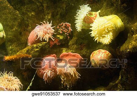 Stock Photo - Close-up of a sea anemone underwater. Fotosearch