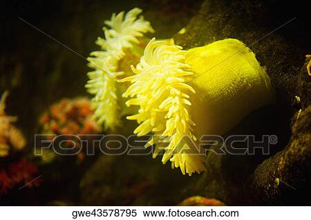 Close-up of a sea anemone underwater View Large Photo Image Stock Photography - Close-up of a sea anemone underwater. Fotosearch