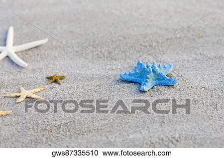 Close-up of a starfish on the beach View Large Photo Image Stock Image - Close-up of a starfish on the beach. Fotosearch