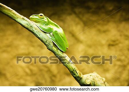 Close-up of a Tree frog on the branch of a tree View Large Photo Image Stock Image - Close-up of a Tree frog on the branch of a tree. Fotosearch
