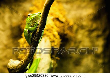 Stock Image - Close-up of a Tree frog on the branch of a tree. Fotosearch
