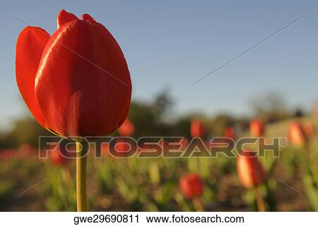 Stock Image - Close-up of a tulip flower. Fotosearch