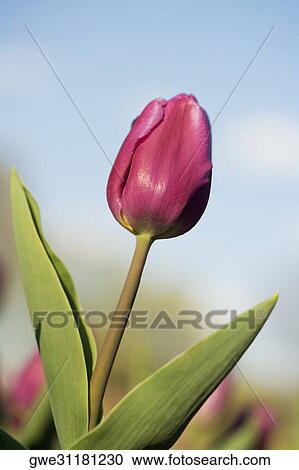 Close-up of a tulip flower View Large Photo Image Stock Image - Close-up of a tulip flower. Fotosearch