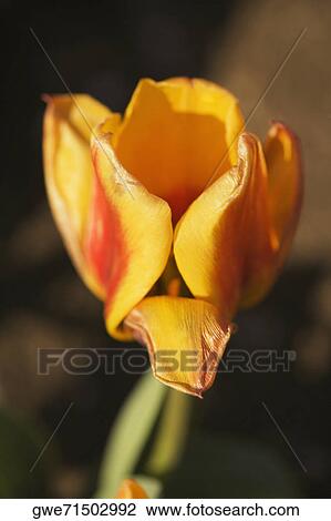 Close-up of a tulip flower View Large Photo Image Stock Image - Close-up of a tulip flower. Fotosearch