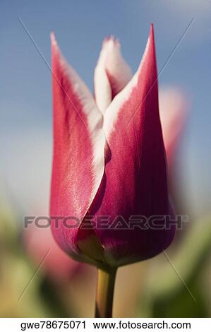 Close-up of a tulip flower View Large Photo Image Stock Image - Close-up of a tulip flower. Fotosearch