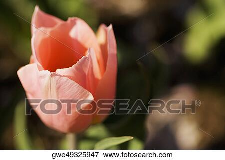 Close-up of a tulip flower View Large Photo Image Stock Photo - Close-up of a tulip flower. Fotosearch