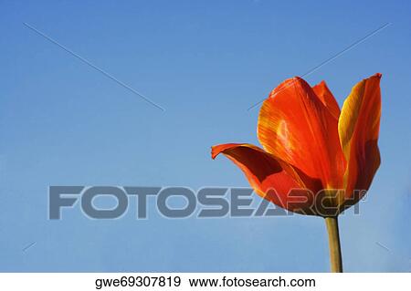 Close-up of a tulip flower View Large Photo Image Stock Photo - Close-up of a tulip flower. Fotosearch