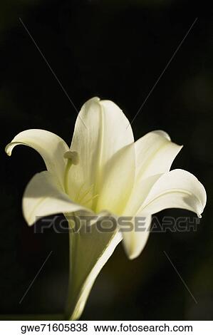 Close-up of an Easter lily flower View Large Photo Image Stock Photo - Close-up of an Easter lily flower. Fotosearch