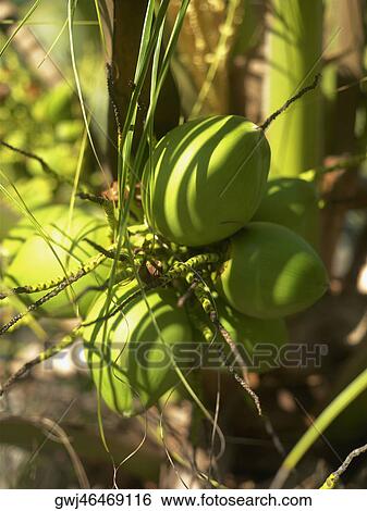 Close-up of coconuts View Large Photo Image Stock Photograph - Close-up of coconuts. Fotosearch