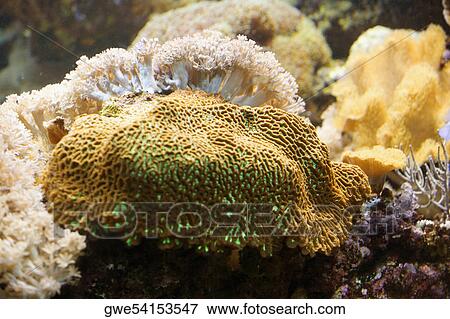 Close-up of coral underwater View Large Photo Image Stock Photo - Close-up of coral underwater. Fotosearch